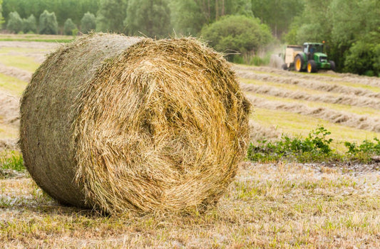 Heuqualität erkennen – worauf Pferdebesitzer achten sollten
