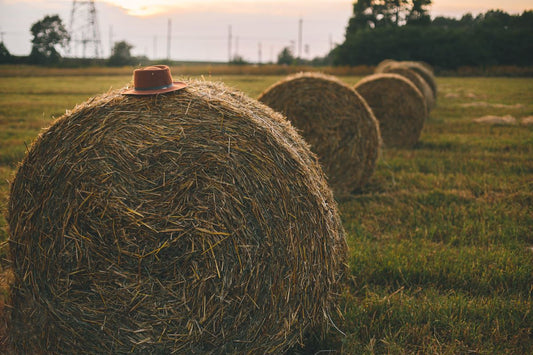 Warum Staub und Pollen deinem Pferd zu schaffen machen können