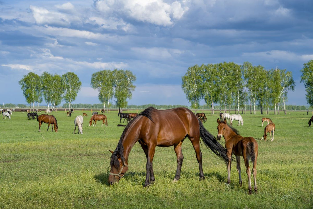 Anweiden beim Pferd – so gelingt der Start auf die Frühlingsweide