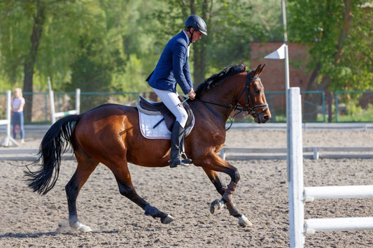 Top-Leistung im Sport: So bleibt dein Pferd leistungsfähig trotz hoher Belastung