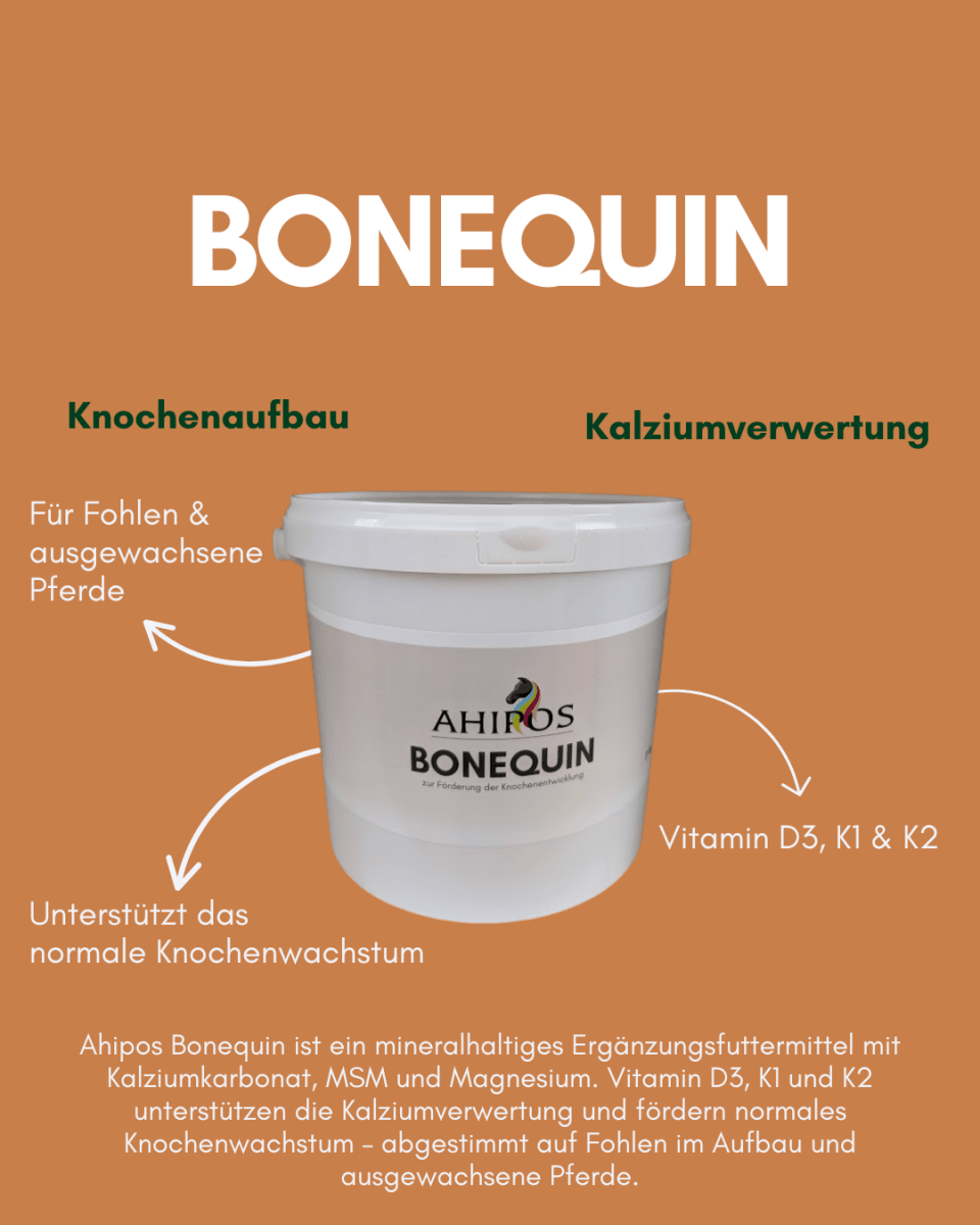 Ahipos Bonequin - ahipos-horses