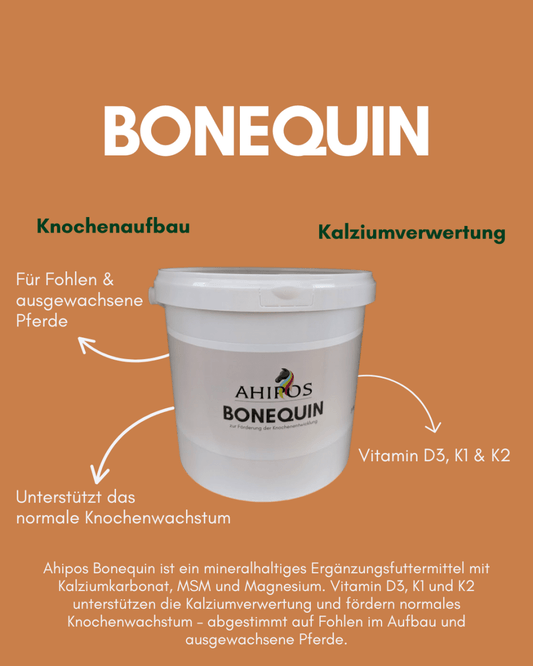 Ahipos Bonequin - ahipos-horses