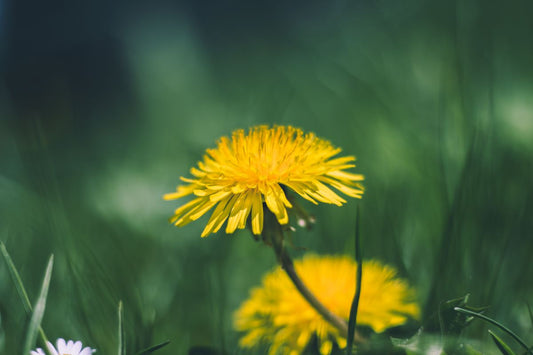 Pferd entgiften: Was Leber und Nieren wirklich leisten - und was Detox-Produkte oft versprechen