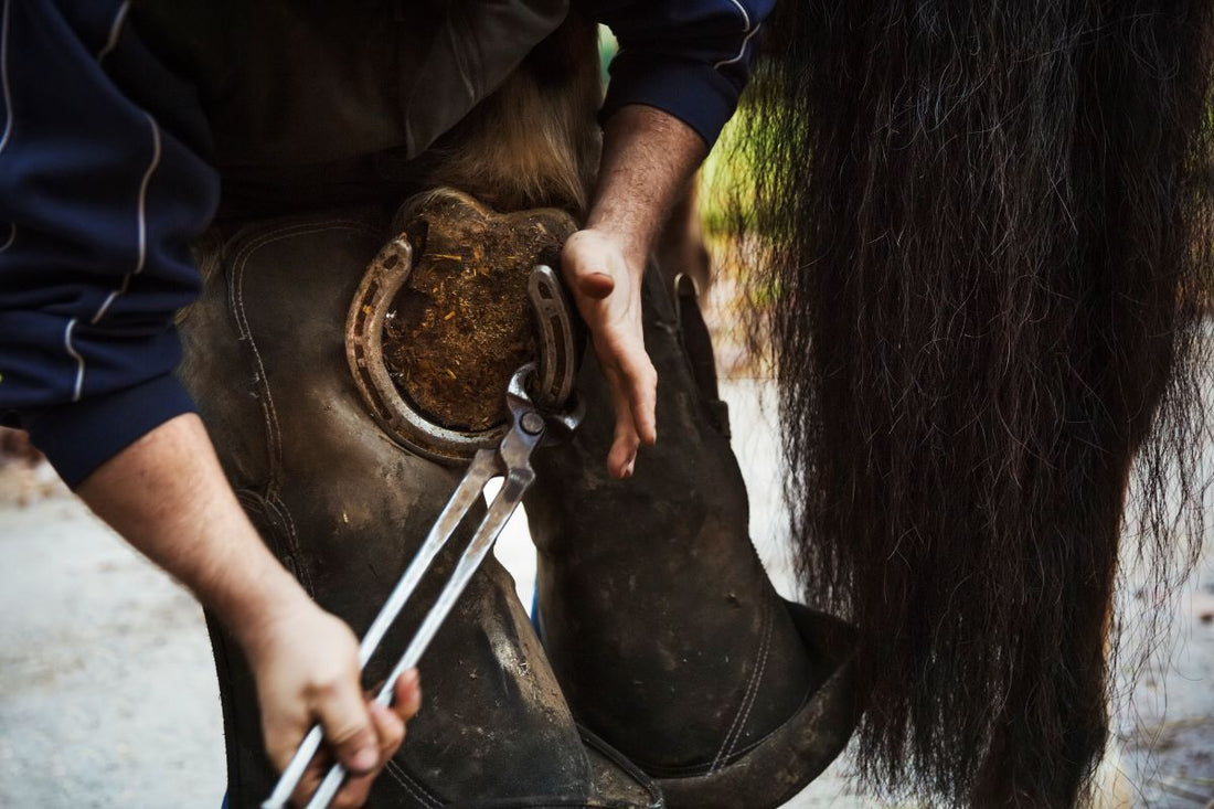 Welche Nährstoffe Pferdehufe wirklich stark machen – Grundlagen für gesundes Horn