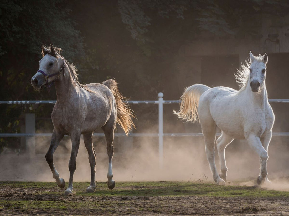 NSAID-Therapie beim Pferd: Wie Sie Magen & Darm sicher schützen – Der unverzichtbare Begleitschutz
