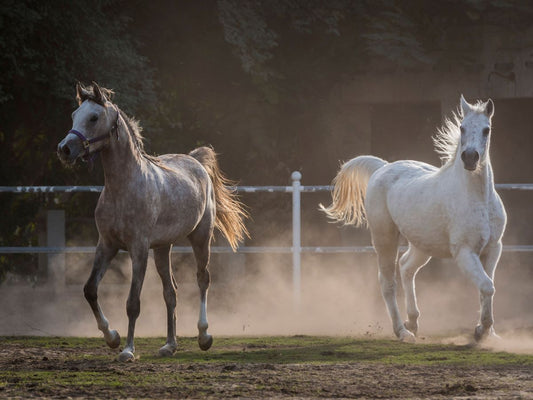 NSAID-Therapie beim Pferd: Wie Sie Magen & Darm sicher schützen – Der unverzichtbare Begleitschutz