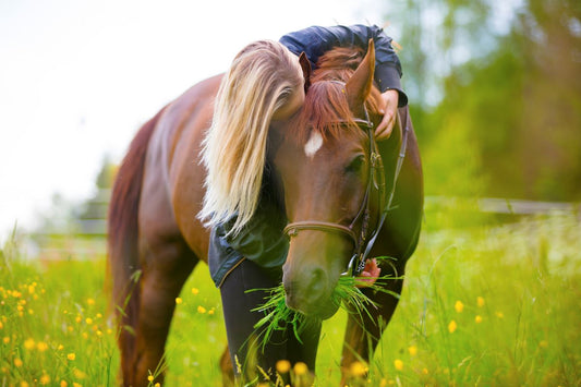 Bauchspeicheldrüsenentzündung beim Pferd – eine der unterschätztesten Notfalldiagnosen - ahipos-horses