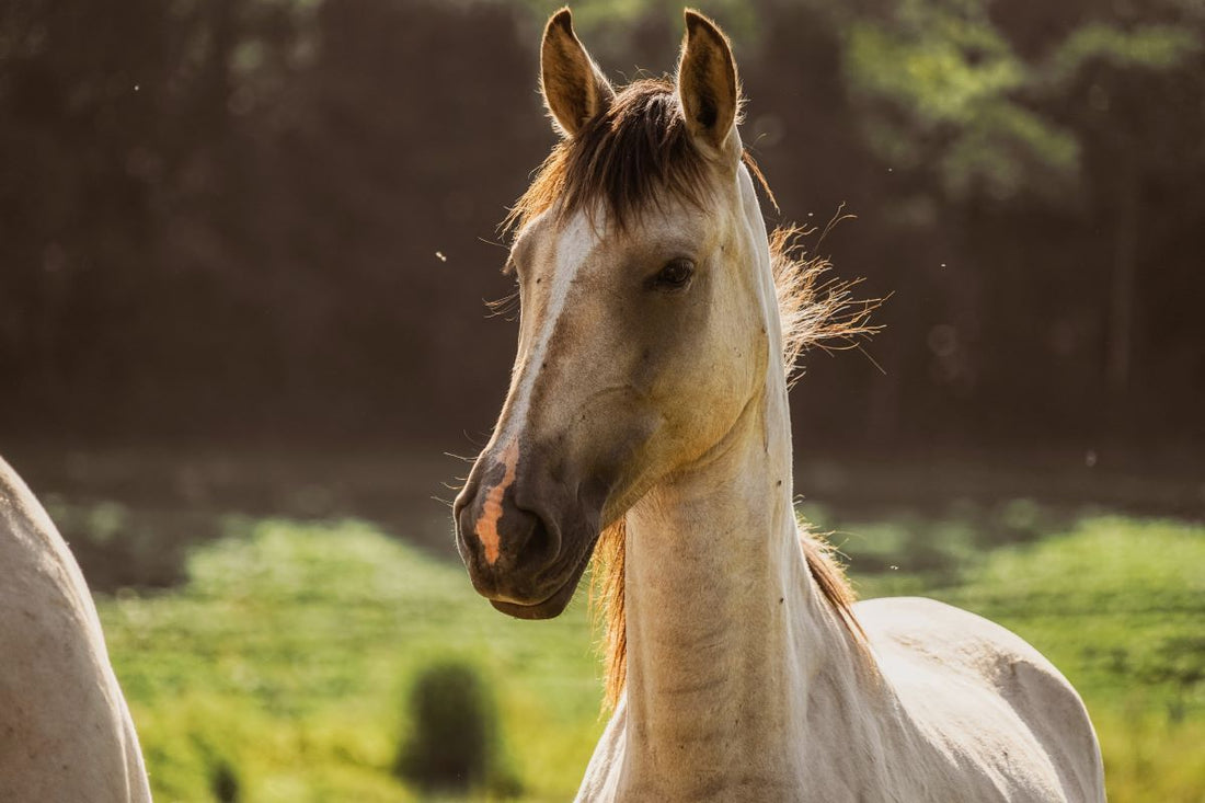 Gallensteine beim Pferd: Symptome, Ursachen & Hilfe bei Kolik und Leberproblemen