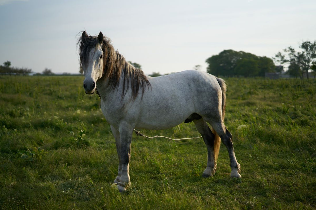 Bewegungsapparat im Alter: Wenn das Aufstehen schwerfällt – Management für Senioren - ahipos-horses