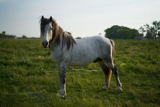 Bewegungsapparat im Alter: Wenn das Aufstehen schwerfällt – Management für Senioren - ahipos-horses