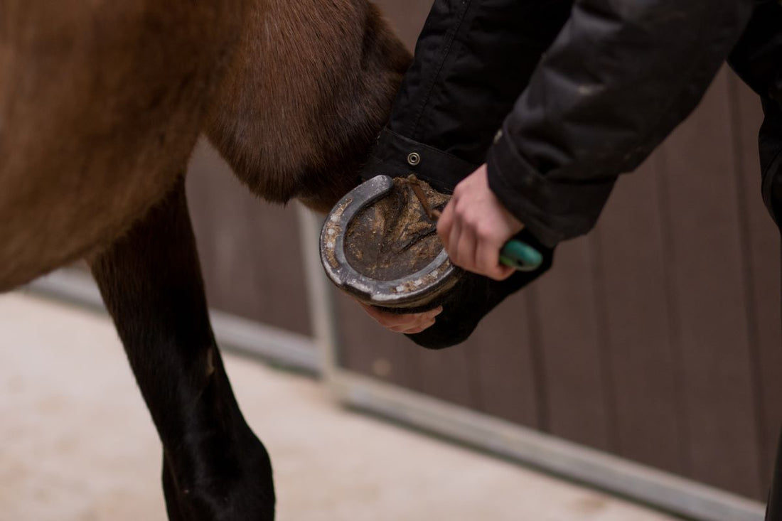 Biotin für Pferde: Was die Forschung wirklich zeigt – und warum Geduld entscheidet - ahipos-horses