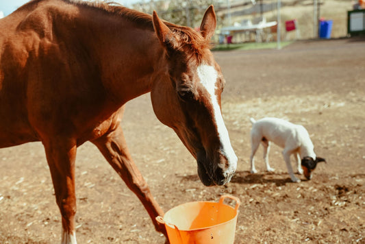 Schlundverstopfung beim Pferd: Ursachen, Symptome & richtiges Handeln im Notfall