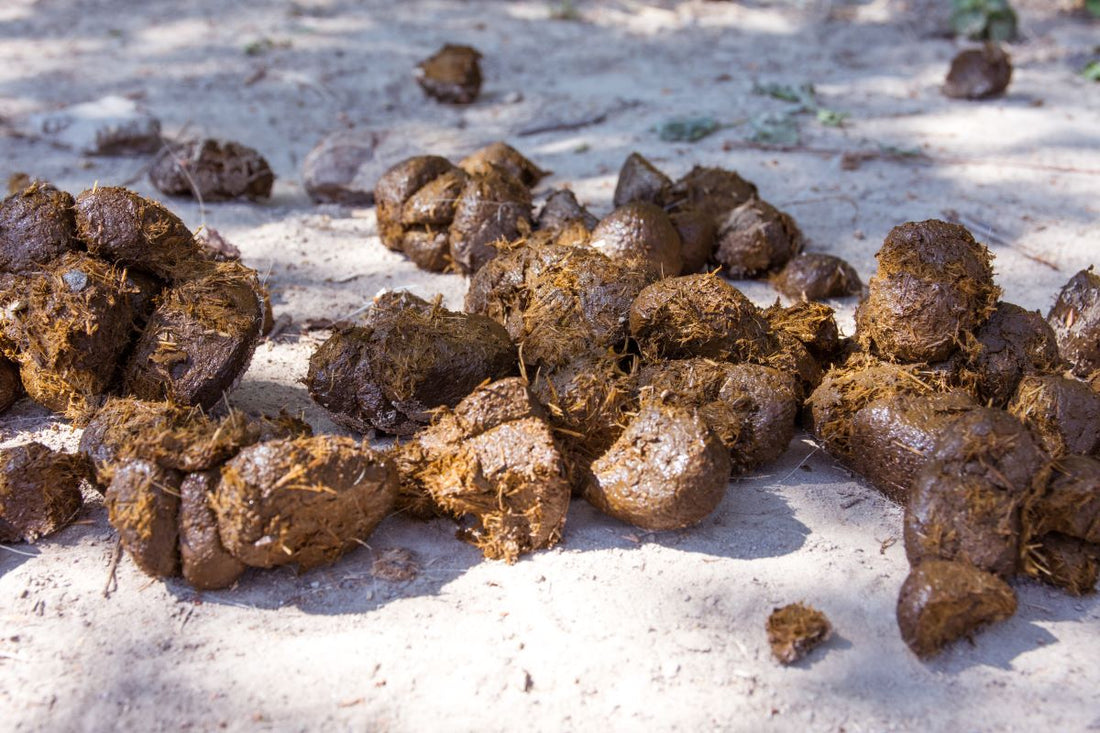 Würmer beim Pferd erkennen: Symptome, Diagnose & moderne Entwurmung