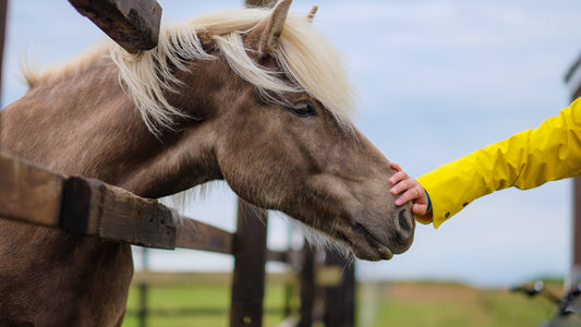 Hautprobleme beim Pferd – mögliche Ursachen in der Ernährung