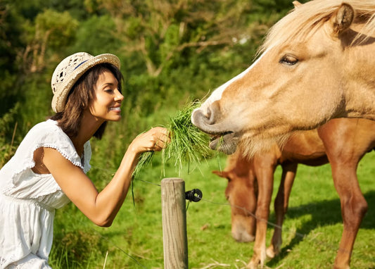 Darmflora beim Pferd: Warum sie über Gesundheit entscheidet - ahipos-horses