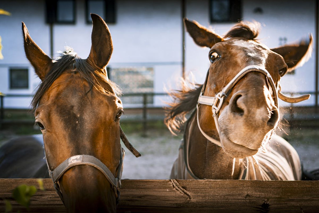 Darmwand-Reparatur beim Pferd: Wie L-Glutamin und L-Threonin Deine Heilung beschleunigen - ahipos-horses