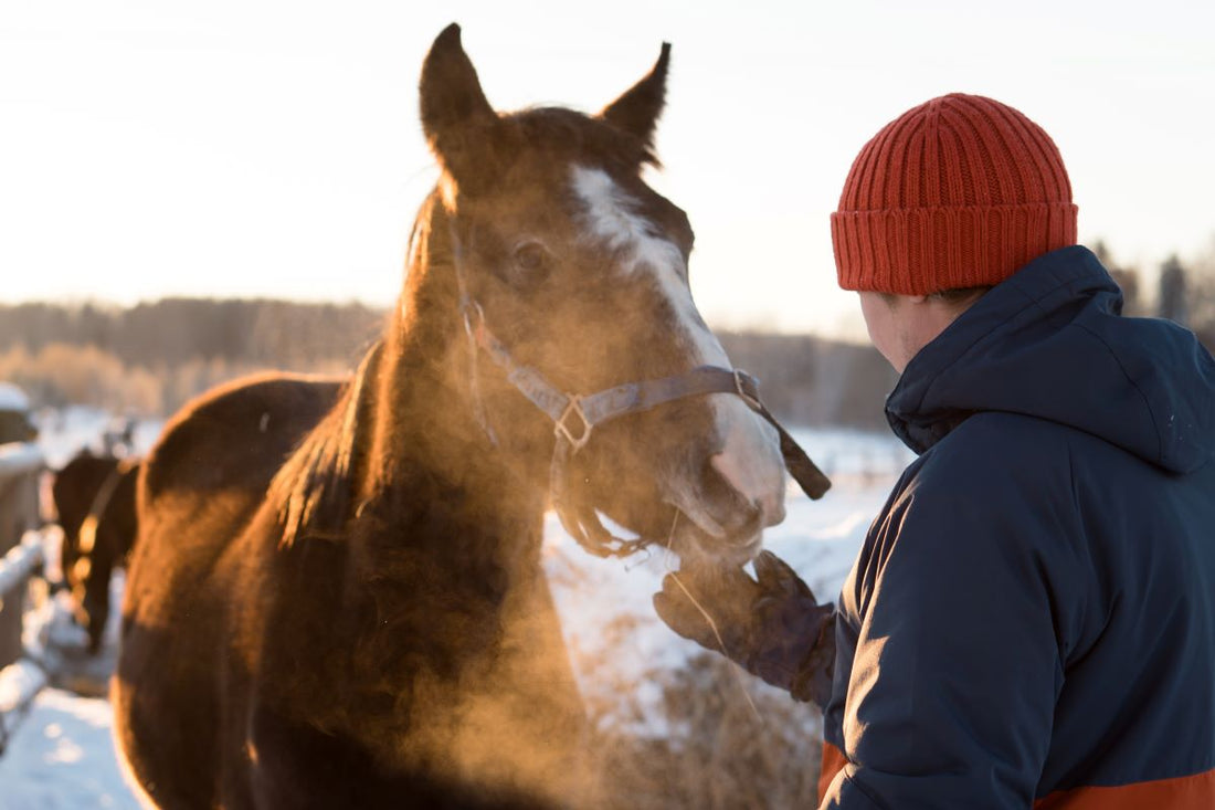Dehydration im Winter – die unterschätzte Gefahr für Pferde - ahipos-horses