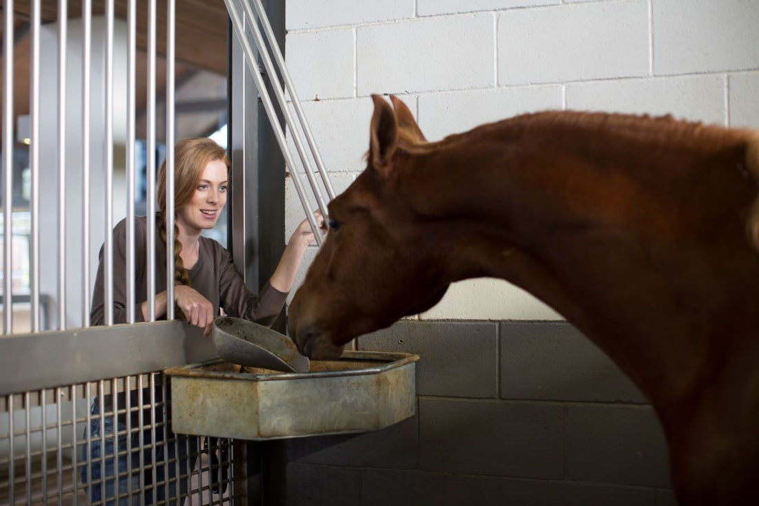 Der beste Schutz vor oxidativem Stress im Magen-Darm-Trakt - ahipos-horses