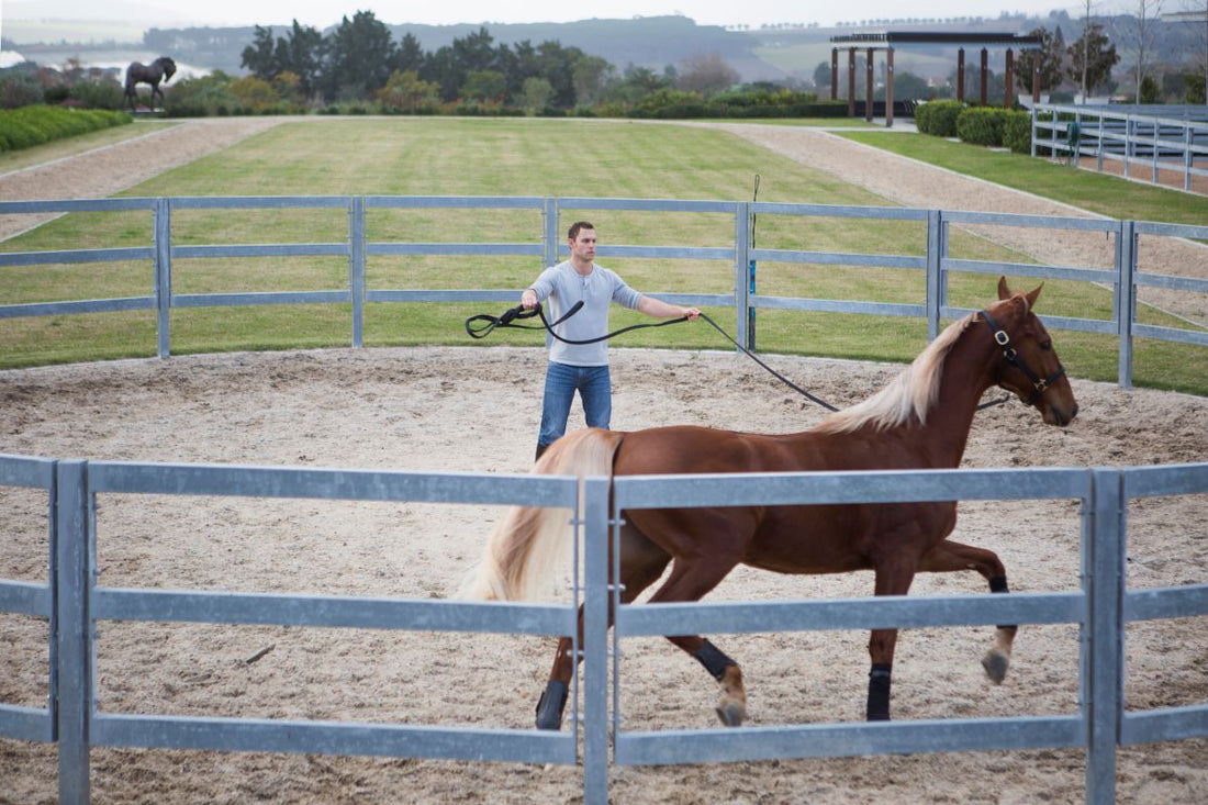 Der Magen im Gleichgewicht – wie Fütterung & Routine helfen - ahipos-horses
