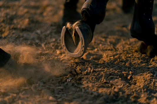 Diagnose Hufrollenentzündung: Kein Todesurteil für das Reitpferd - ahipos-horses