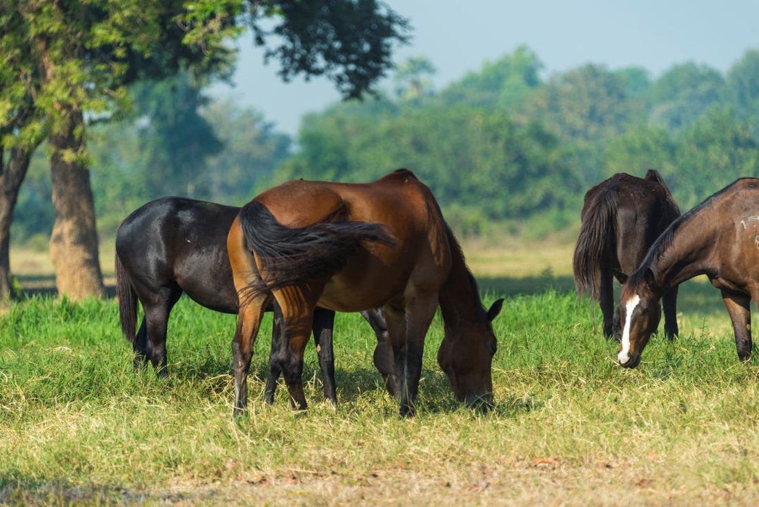 Durchfall beim Pferd: Warum Abwarten gefährlich ist – und wie du den Darm wirklich sanierst - ahipos-horses