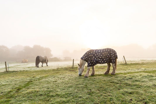 Eindecken im Herbst – wann ist der richtige Zeitpunkt? - ahipos-horses