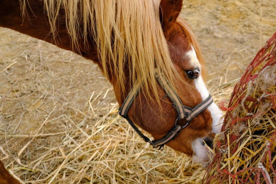 Eiweißüberschuss beim Pferd: Symptome erkennen und die Ursache verstehen - ahipos-horses
