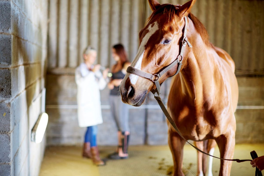 EMS bei Pferden: Wenn Fett krank macht und Hufrehe droht - ahipos-horses