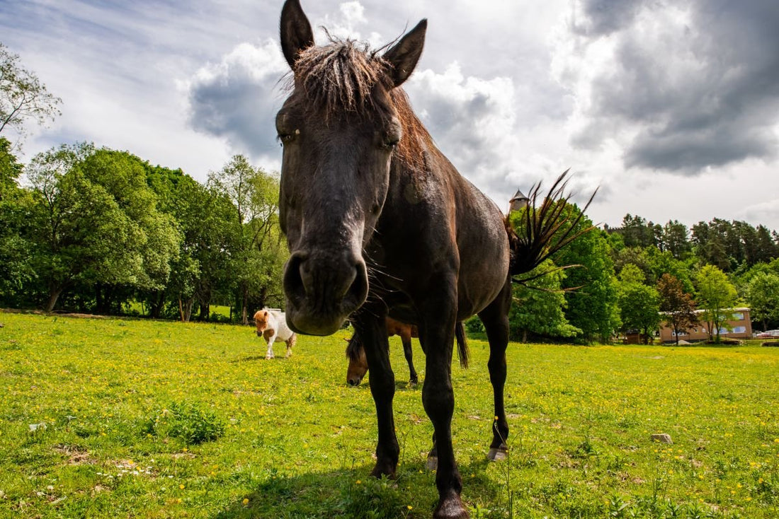 Erste Hilfe bei Verdauungsproblemen – was Reiter wirklich wissen sollten - ahipos-horses