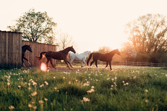 Wenn das Wetter verrückt spielt – wie Temperaturwechsel die Pferdegesundheit beeinflussen
