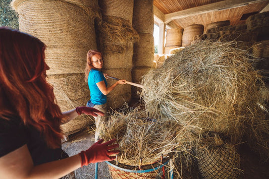 Füttern ohne Zähne: Ausreichend Nährstoffe für den Senior - ahipos-horses