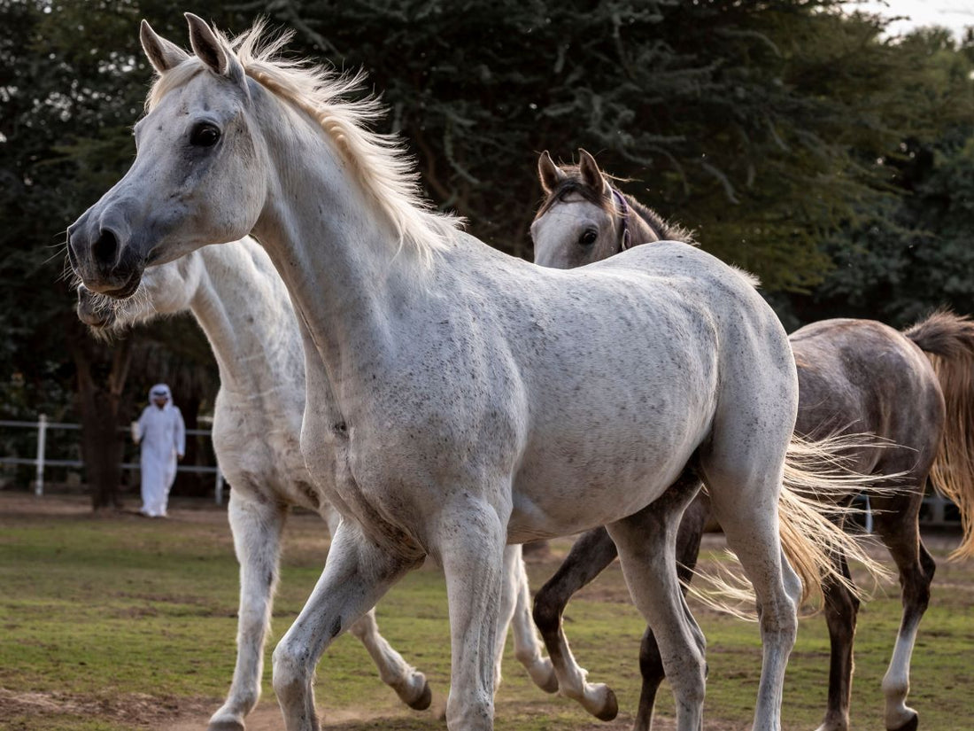 Gallen beim Pferd – was wirklich hilft und wann es kritisch wird - ahipos-horses