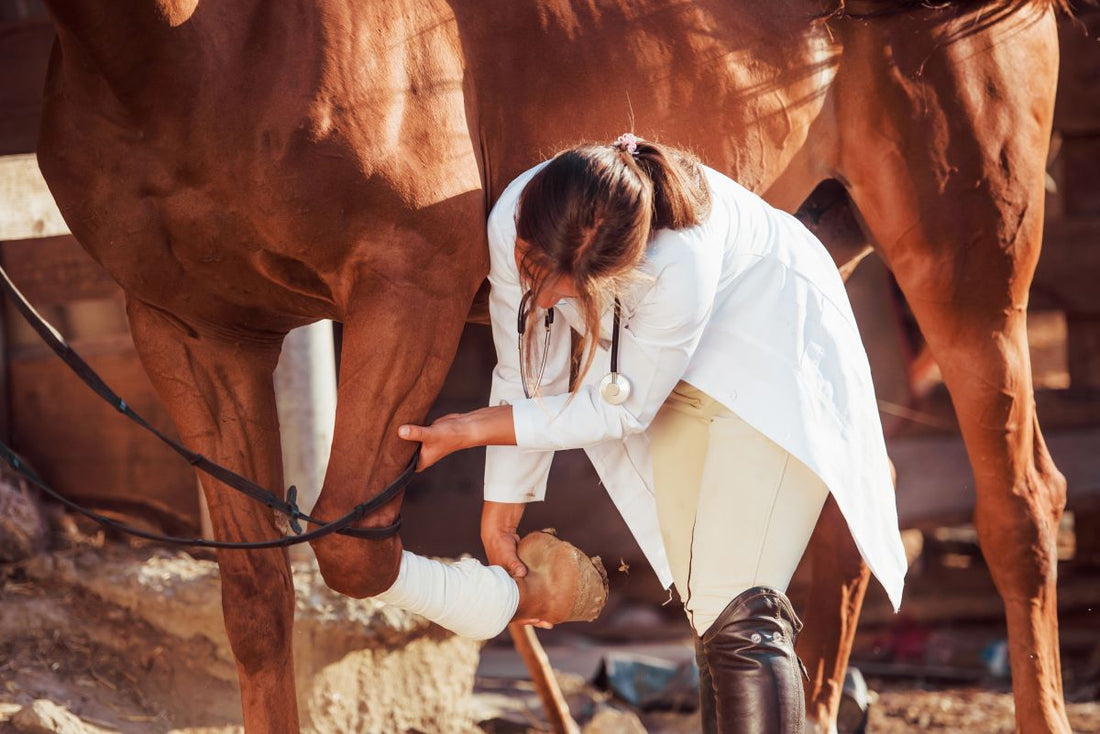 Gesunde Gelenke beim Pferd – wie Bewegung schützt - ahipos-horses