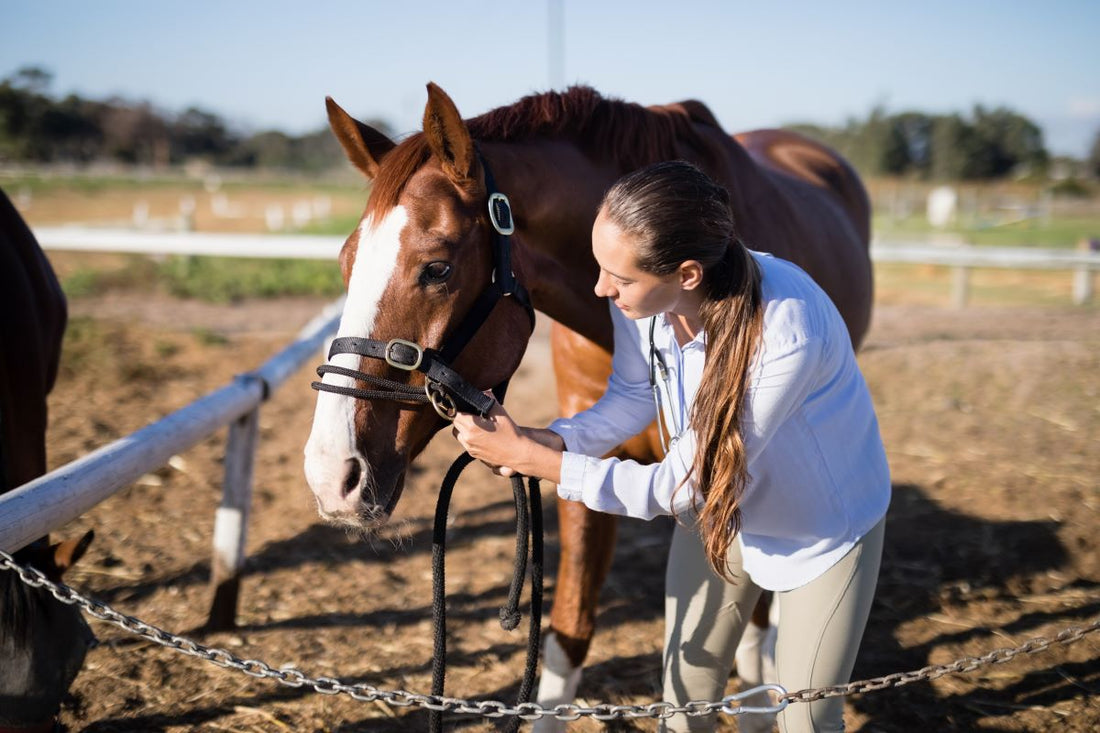 Hahnentritt beim Pferd – Ursachen, Symptome & wie du dein Pferd unterstützen kannst - ahipos-horses
