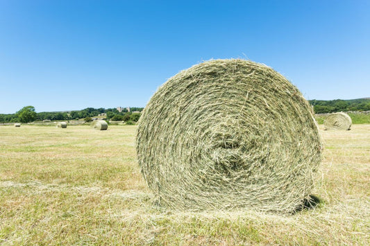 Heulage-Fütterung: Segen für Allergiker oder Ursache für den Blähbauch?