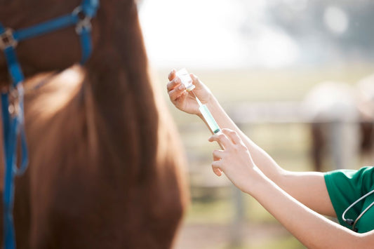 Herpes beim Pferd – was Besitzer wirklich erleben und was den Unterschied macht - ahipos-horses