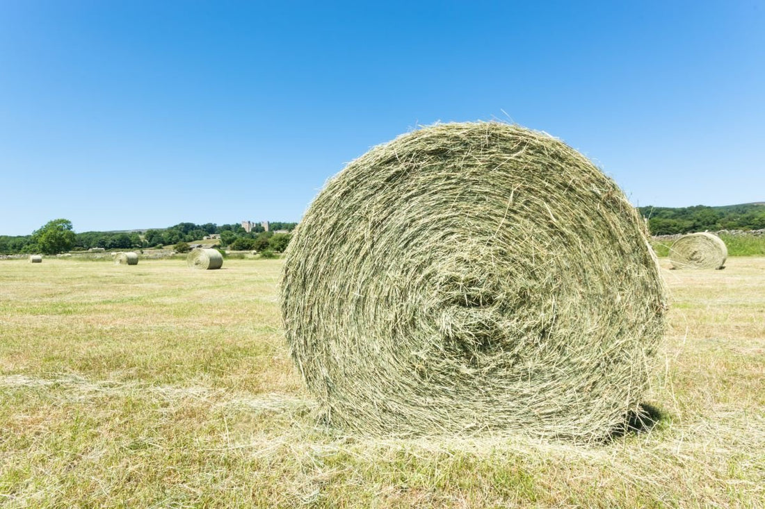 Heulage-Fütterung: Segen für Allergiker oder Ursache für den Blähbauch? - ahipos-horses