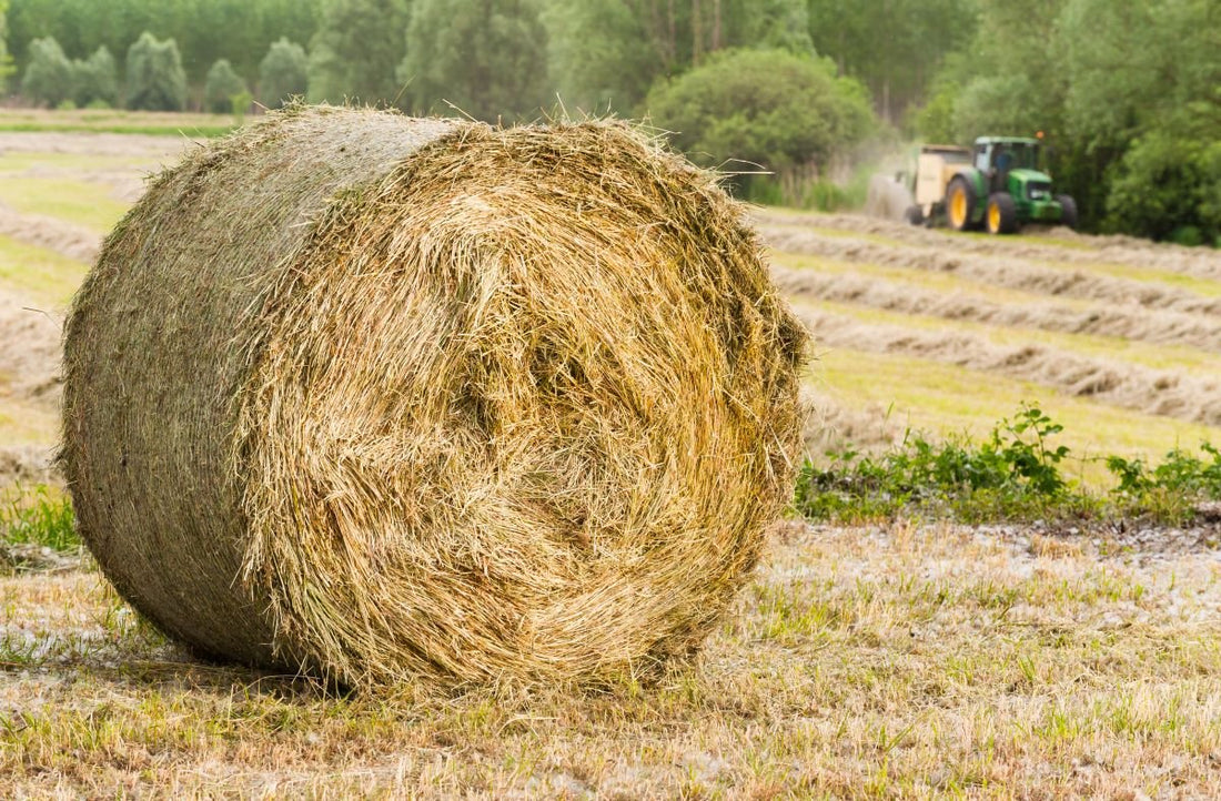 Heuqualität erkennen – worauf Pferdebesitzer achten sollten - ahipos-horses