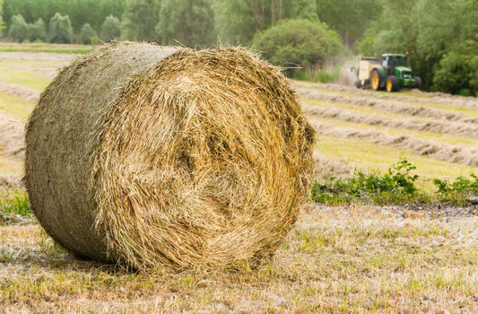 Heuqualität erkennen – worauf Pferdebesitzer achten sollten - ahipos-horses