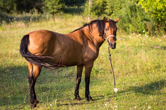 Pferde ideal füttern: Wie Pferde gesund zunehmen das Optimalgewicht halten