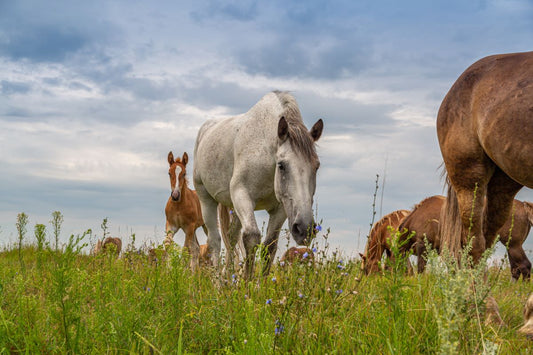 Sommerekzem beim Pferd: Warum manche Pferde so heftig reagieren und was wirklich hilft
