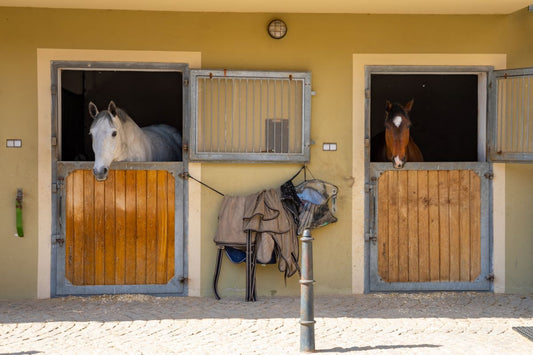 Pferd koppt – Verhaltensstörung oder stiller Hilferuf des Magens?