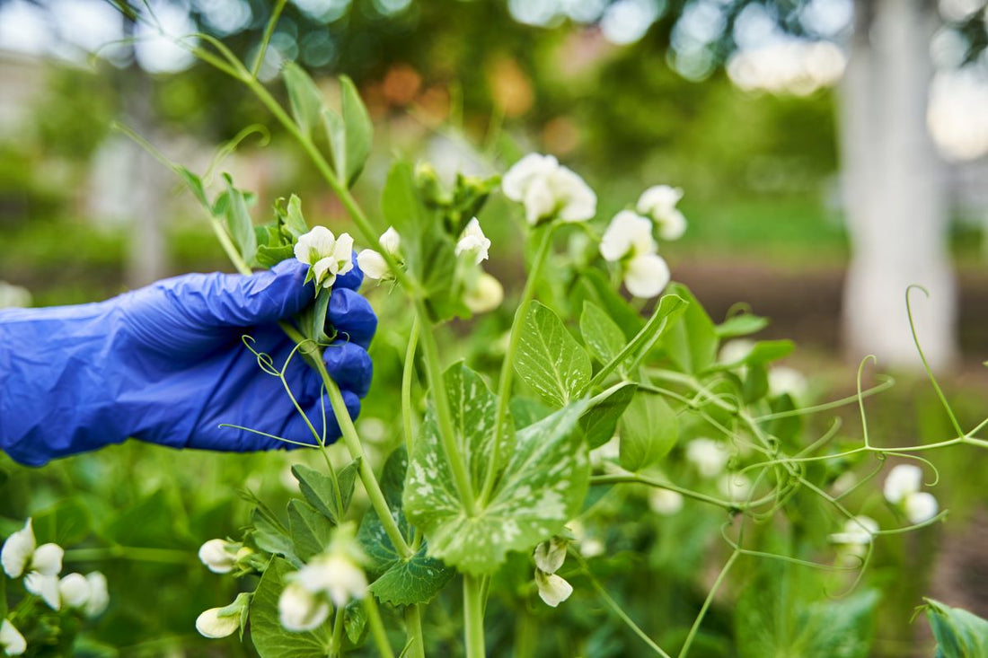 Giftpflanzen auf der Winterweide – was man oft übersieht