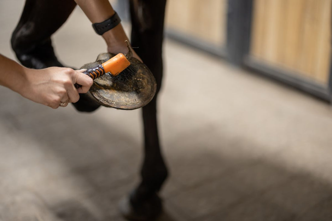 Hufpflege im Winter – was viele vergessen - ahipos-horses