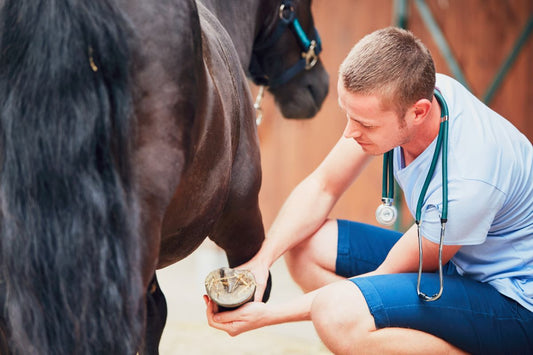 Hufrehe beim Pferd vorbeugen: Was wirklich das Risiko senkt - ahipos-horses