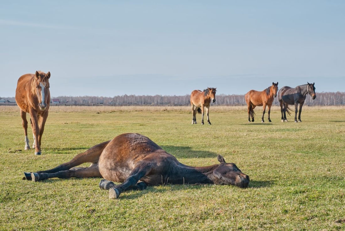 Kolik vs. Kolitis beim Pferd - Wenn der Bauchraum Alarm schlägt – Unterschiede, Gefahren und Maßnahmen - ahipos-horses