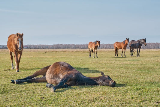 Kolik vs. Kolitis beim Pferd - Wenn der Bauchraum Alarm schlägt – Unterschiede, Gefahren und Maßnahmen - ahipos-horses