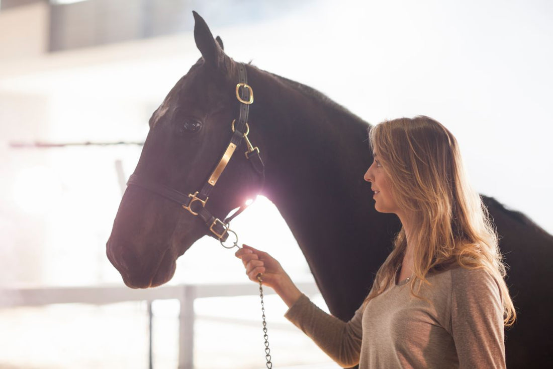 Kreislaufprobleme beim Pferd: Symptome einordnen – und wann es ernst wird - ahipos-horses