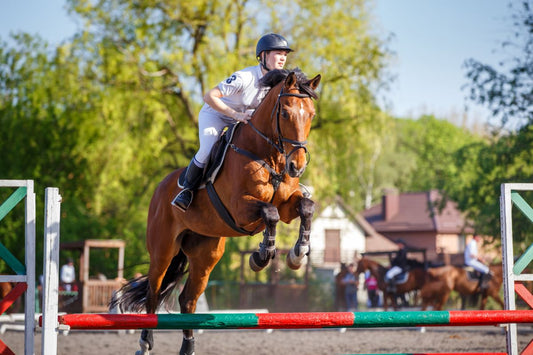 Leistungsabfall durch Magengeschwüre? Wie Sportpferde Stress im Training wegstecken - ahipos-horses