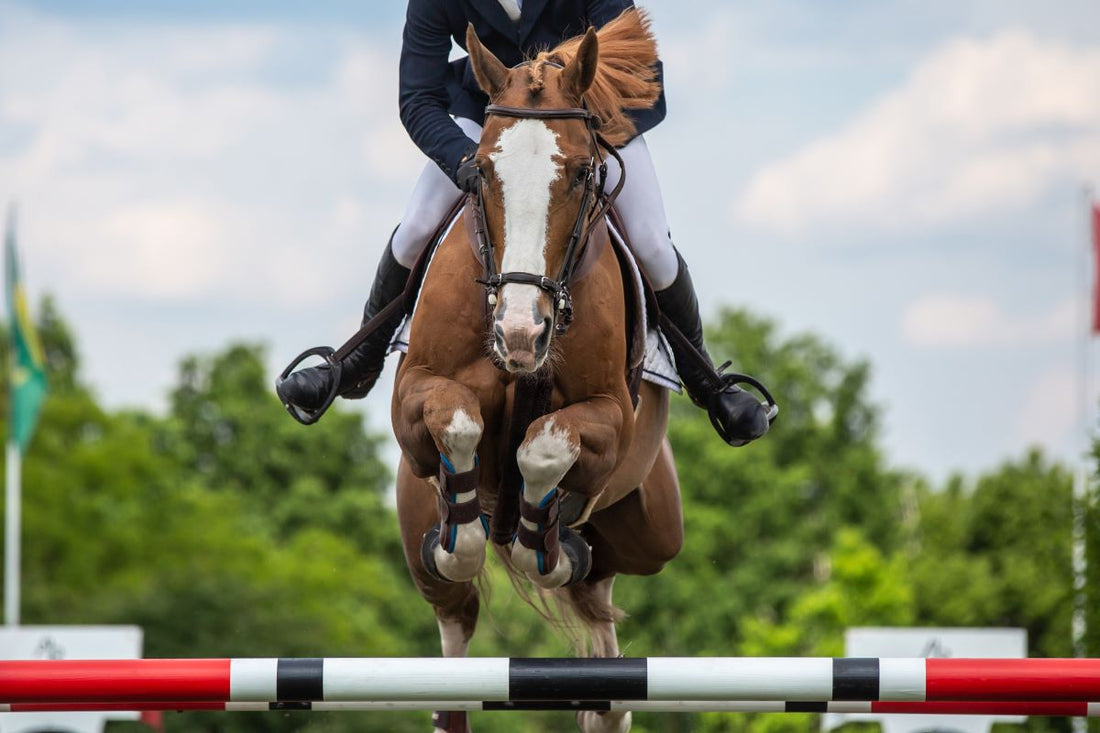 Leistungssteigerung messen – so erkennst du Fortschritte beim Pferd - ahipos-horses